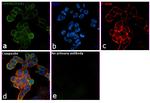 CD49b (Integrin alpha 2) Antibody in Immunocytochemistry (ICC/IF)