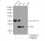 CDK6 Antibody in Immunoprecipitation (IP)