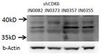 CDK6 Antibody in Western Blot (WB)