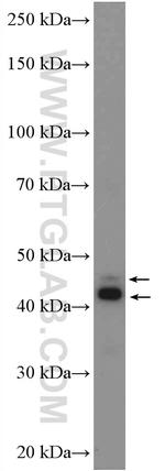 CD200 Antibody in Western Blot (WB)