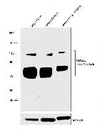 CD62E (E-selectin) Antibody