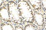 p38 MAPK Antibody in Immunohistochemistry (Paraffin) (IHC (P))