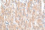 p38 MAPK Antibody in Immunohistochemistry (Paraffin) (IHC (P))