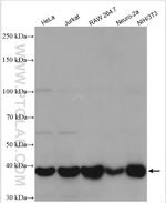 p38 MAPK Antibody in Western Blot (WB)