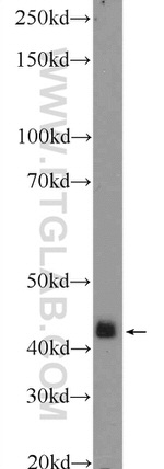 p38 MAPK Antibody in Western Blot (WB)