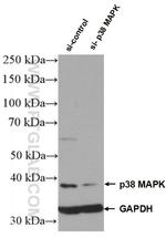 p38 MAPK Antibody in Western Blot (WB)