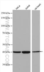 p38 MAPK Antibody in Western Blot (WB)