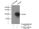 CNNM4 Antibody in Immunoprecipitation (IP)