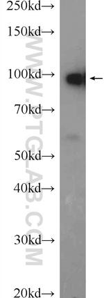 CNNM4 Antibody in Western Blot (WB)