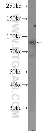 CNNM4 Antibody in Western Blot (WB)