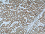 CCP1 Antibody in Immunohistochemistry (Paraffin) (IHC (P))