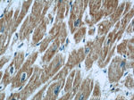 CCP1 Antibody in Immunohistochemistry (Paraffin) (IHC (P))