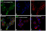 CD68 Antibody