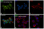 CD68 Antibody