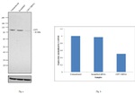 CD71 (Transferrin Receptor) Antibody in Western Blot (WB)