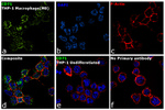 CD71 (Transferrin Receptor) Antibody