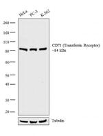 CD71 (Transferrin Receptor) Antibody in Western Blot (WB)