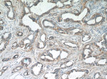 SRPK1 Antibody in Immunohistochemistry (Paraffin) (IHC (P))