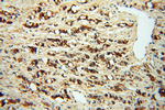 PDGFD Antibody in Immunohistochemistry (Paraffin) (IHC (P))