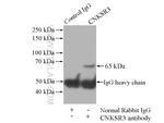 CNKSR3 Antibody in Immunoprecipitation (IP)