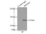 SREBF1 Antibody in Immunoprecipitation (IP)