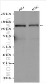 SREBF1 Antibody in Western Blot (WB)