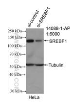 SREBF1 Antibody in Western Blot (WB)