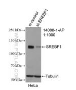 SREBF1 Antibody in Western Blot (WB)