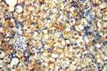 ACBD3 Antibody in Immunohistochemistry (Paraffin) (IHC (P))