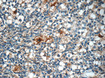 ACBD3 Antibody in Immunohistochemistry (Paraffin) (IHC (P))