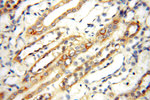 ACBD3 Antibody in Immunohistochemistry (Paraffin) (IHC (P))