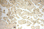 ACBD3 Antibody in Immunohistochemistry (Paraffin) (IHC (P))