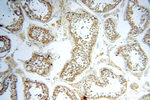 ACBD3 Antibody in Immunohistochemistry (Paraffin) (IHC (P))