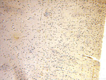 ACBD3 Antibody in Immunohistochemistry (Paraffin) (IHC (P))