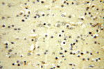 ACBD3 Antibody in Immunohistochemistry (Paraffin) (IHC (P))