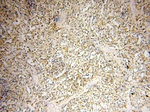 ACBD3 Antibody in Immunohistochemistry (Paraffin) (IHC (P))