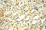 ACBD3 Antibody in Immunohistochemistry (Paraffin) (IHC (P))