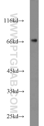 ACBD3 Antibody in Western Blot (WB)