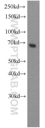 ACBD3 Antibody in Western Blot (WB)