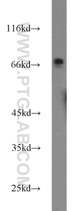 ACBD3 Antibody in Western Blot (WB)