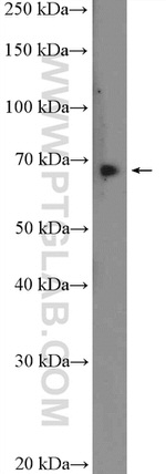 ACBD3 Antibody in Western Blot (WB)