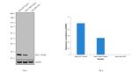 Bcl-2 Antibody