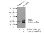 GABRG2 Antibody in Immunoprecipitation (IP)