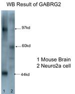 GABRG2 Antibody in Western Blot (WB)