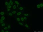 ARNT/HIF1B Antibody in Immunocytochemistry (ICC/IF)