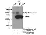 NAPB Antibody in Immunoprecipitation (IP)