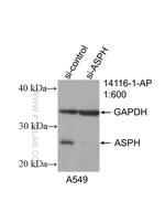 ASPH Antibody in Western Blot (WB)