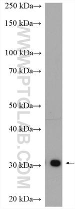 ASPH Antibody in Western Blot (WB)