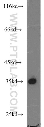 RPS3A Antibody in Western Blot (WB)