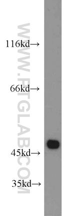 MARCKSL1 Antibody in Western Blot (WB)